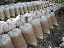 Wetterbeständiges Saatgut in Säcken Wetterbeständiges Saatgut in Säcken