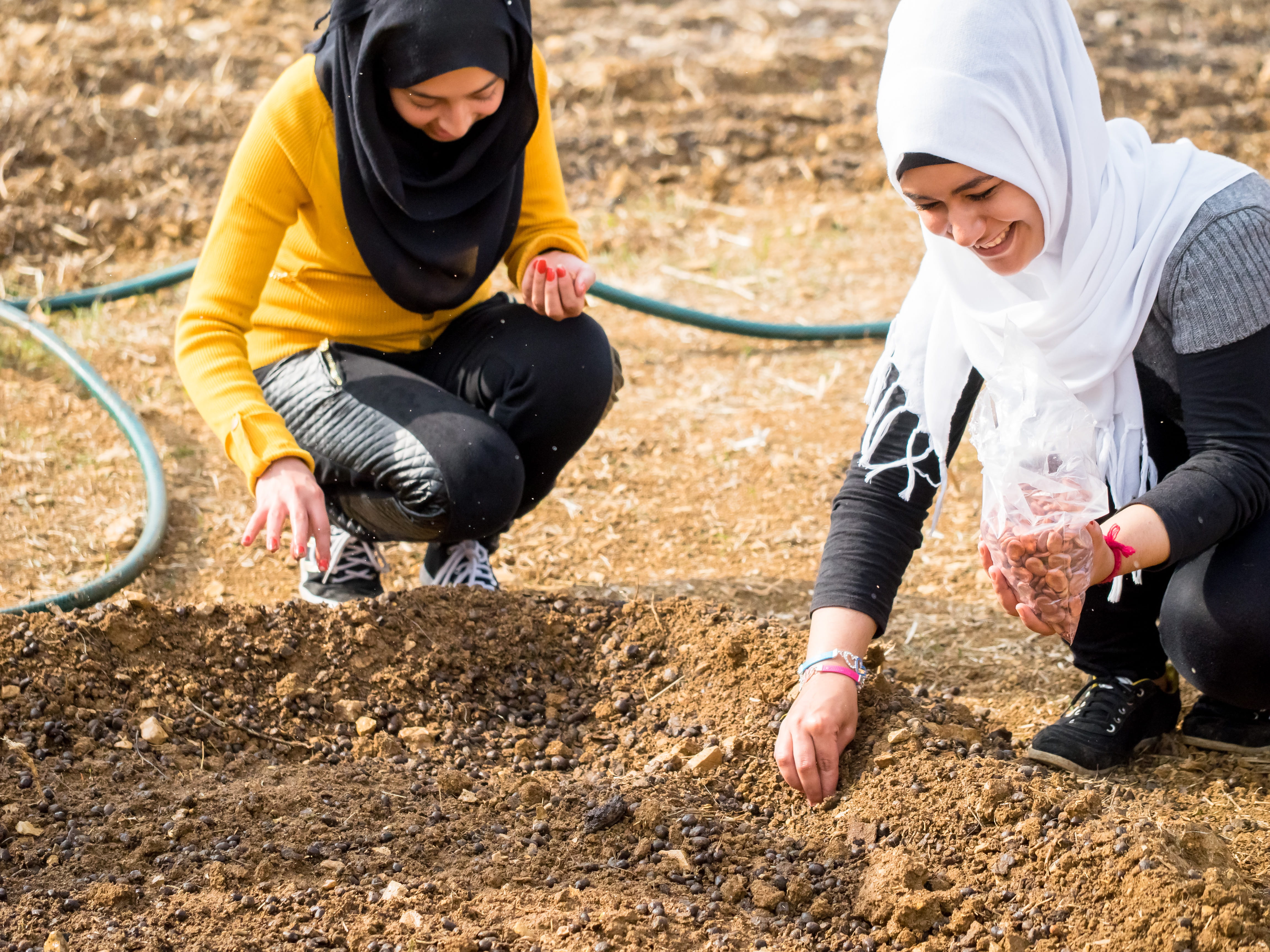 Abbildung Getreidesaatgut